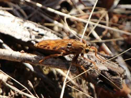 Réf. 274 956 : Asilus crabroniformis